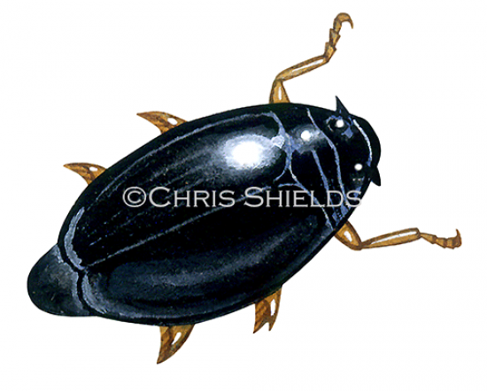 Illustration of Whirligig Beetle (Gyrinus substriatus) (#2139)