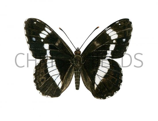 Illustration of White Admiral (Limenitis camilla) (#2003)