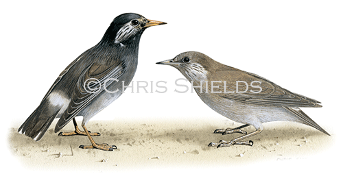 Illustration of White-cheeked Starling (Sturnus cineraceus) (#2929)
