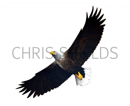 Illustration of White-tailed Sea Eagle (Haliaeetus albicilla) (#3647)