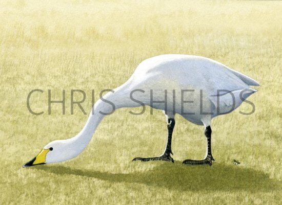 Illustration of Whooper Swan (Cygnus cygnus) (#1413)