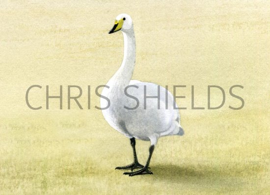 Illustration of Whooper Swan (Cygnus cygnus) (#1414)