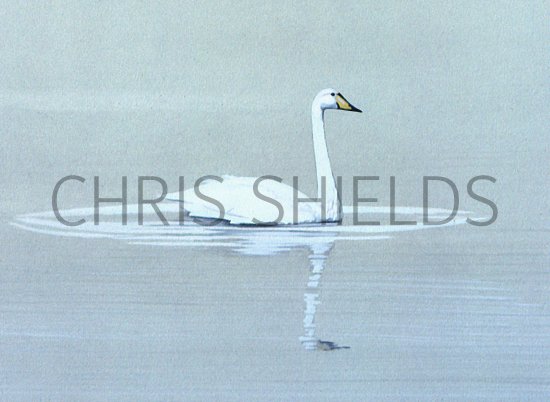 Illustration of Whooper Swan (Cygnus cygnus) (#1240)