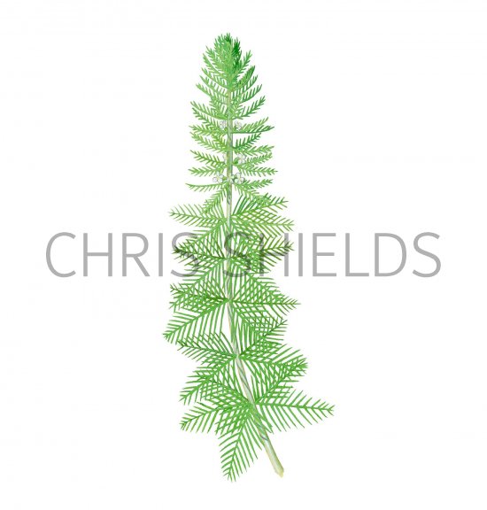 Illustration of Whorled Water Milfoil (Myriophyllum verticillatum) (#2820)