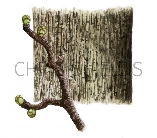 Illustration of Wild Service Tree bark & twig (Sorbus torminalis) (#2399)