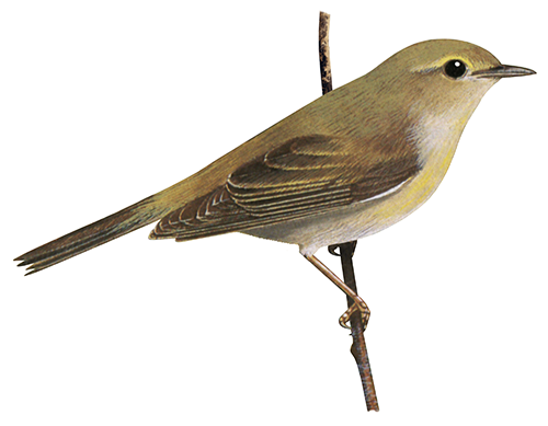Illustration of Willow Warbler (Phylloscopus trochilus) (#3371)