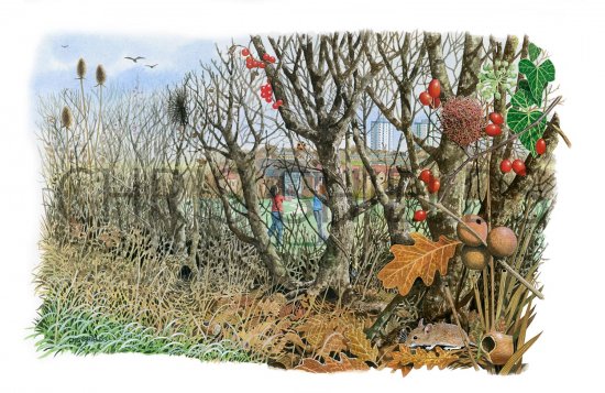 Illustration of Winter Hedge (#2716)