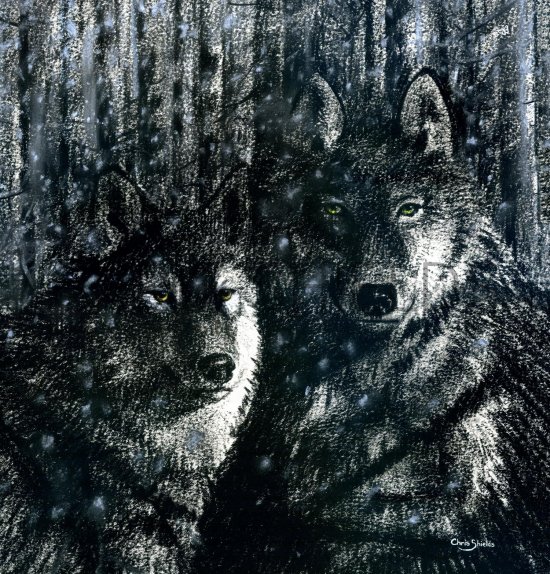 Illustration of Wolf (Canis lupus) (#2102)
