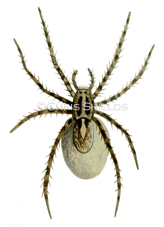 Illustration of Wolf Spider (Pardosa saltans) (#1226)