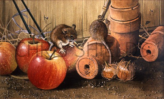 Illustration of Wood Mice in Potting Shed (#0285)