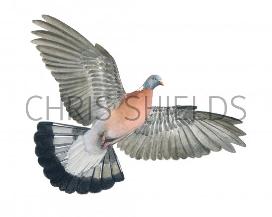 Illustration of Wood Pigeon (Columba palumbus) (#1238)