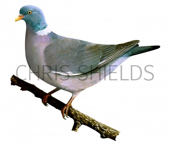 Illustration of Wood Pigeon (Columba palumbus) (#1660)