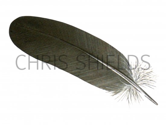 Illustration of Wood Pigeon feather (Columba palumbus) BD0601 (#4374)
