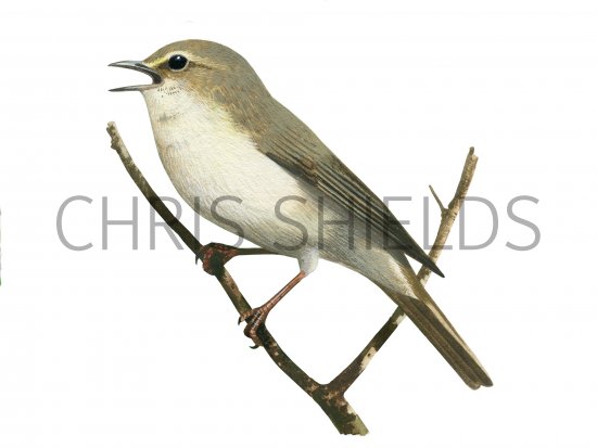 Illustration of Wood Warbler (Phylloscopus sibilatrix) (#4299)