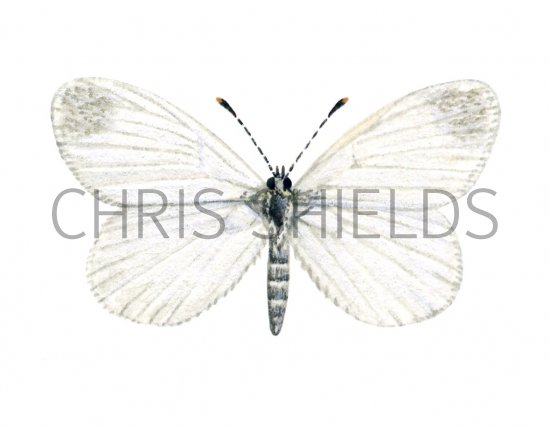 Illustration of Wood White (female) Leptidea sinapis (#1388)