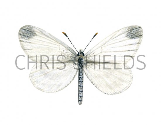 Illustration of Wood White (male) Leptidea sinapis (#1387)