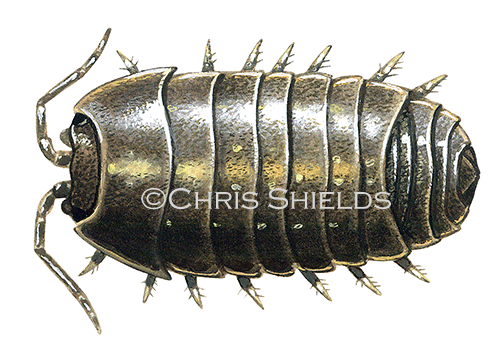 Illustration of Woodlouse (Pill) Armadillidium vulgare (#0355)
