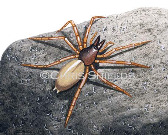 Illustration of Woodlouse Spider (Dysdera crocata) (#0731)