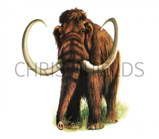 Illustration of Wooly Mammoth (Mammuthus primigenius) (#1687)