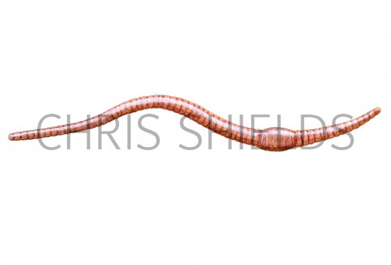 Illustration of Worm (Eiseniella tetreadra) (#0738)