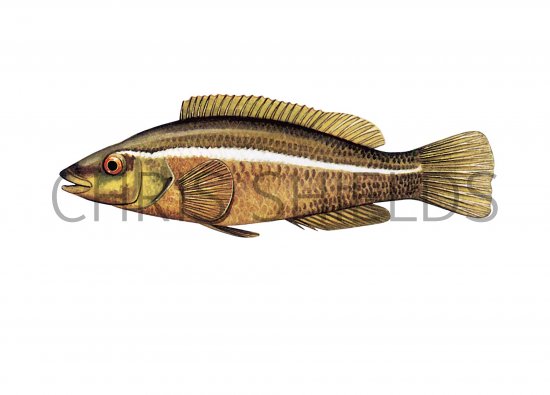 Illustration of Wrasse (Green) Labrus turdus (#1106)