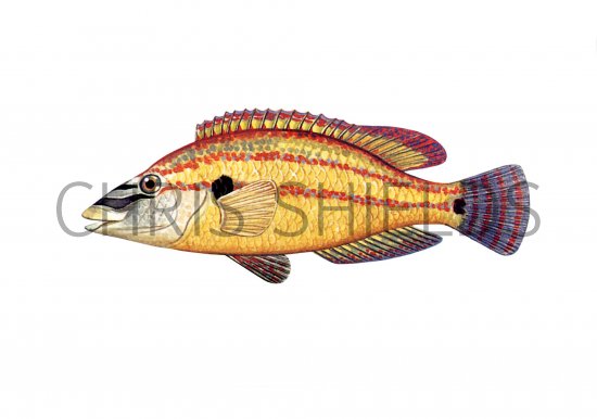 Illustration of Wrasse (Painted) (male) Crenilabrus tinca (#1107)