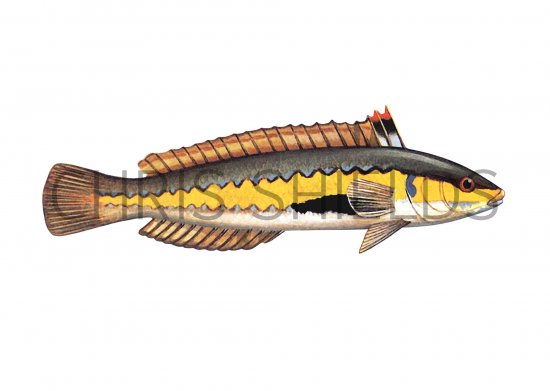 Illustration of Wrasse (Rainbow) (male) Coris julis (#1154)