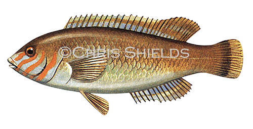 Illustration of Wrasse (Rock Cock) Centrolabrus exoletus (#1126)