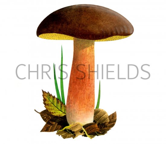 Illustration of Xerocomus pruinatus (Matt Bolete) (#2015)
