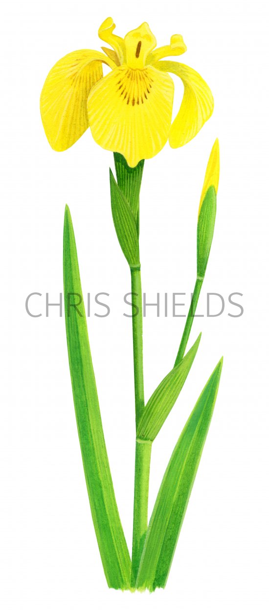 Illustration of Yellow Flag (Iris pseudacorus) (#2072)