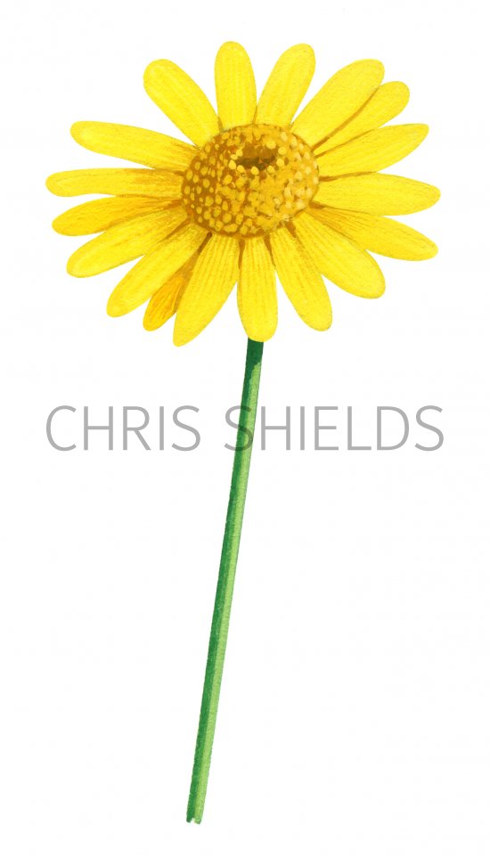 Illustration of Yellow Ox-Eye Daisy (Buphthalmum salicifolium) (#3191)