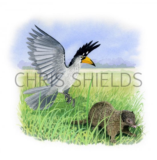 Illustration of Yellow-billed Hornbill (Tockus leucomelas) & Dwarf Mongoose (Helogale parvula) (#3334)