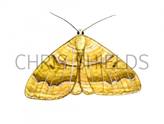 Illustration of Yellow shell moth (Camptogramma bilineata) (#1249)