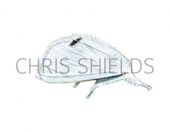 Illustration of Yellow-tailed Moth (Euproctis similis) (#2792)