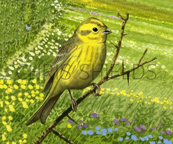 Illustration of Yellowhammer (Emberiza citrinella) (#1312)