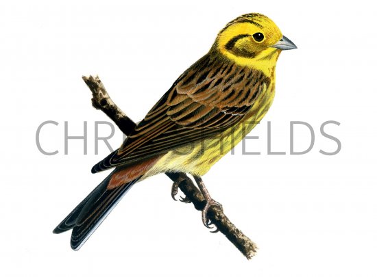 Illustration of Yellowhammer (Emberiza citrinella) (#1187)
