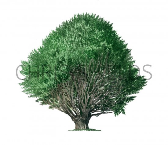 Illustration of Yew Tree (Taxus baccata) (#4199)