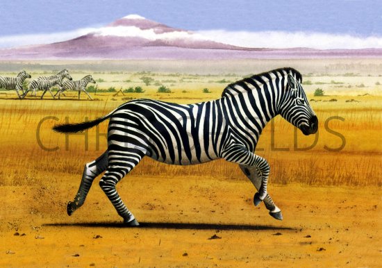 Illustration of Zebra (Equus quagga) (#1456)