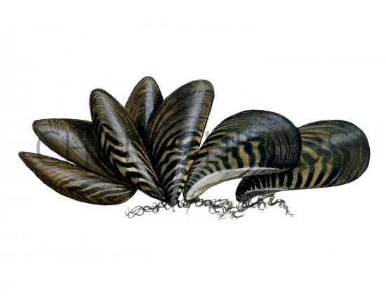 Illustration of Zebra Mussel (Dreissena polymorpha) (#1655)
