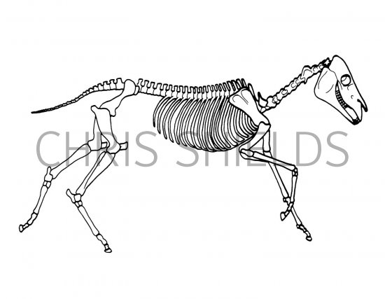 Illustration of Zebra Skeleton (Equus quagga) (#1457)