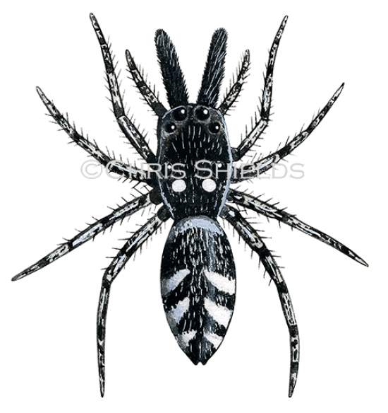 Illustration of Zebra Spider (Salticus scenicus) (#2033)