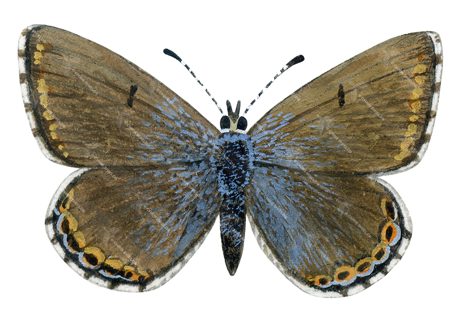 Illustration of Adonis Blue female (Polyommatus bellargus) (#1370)