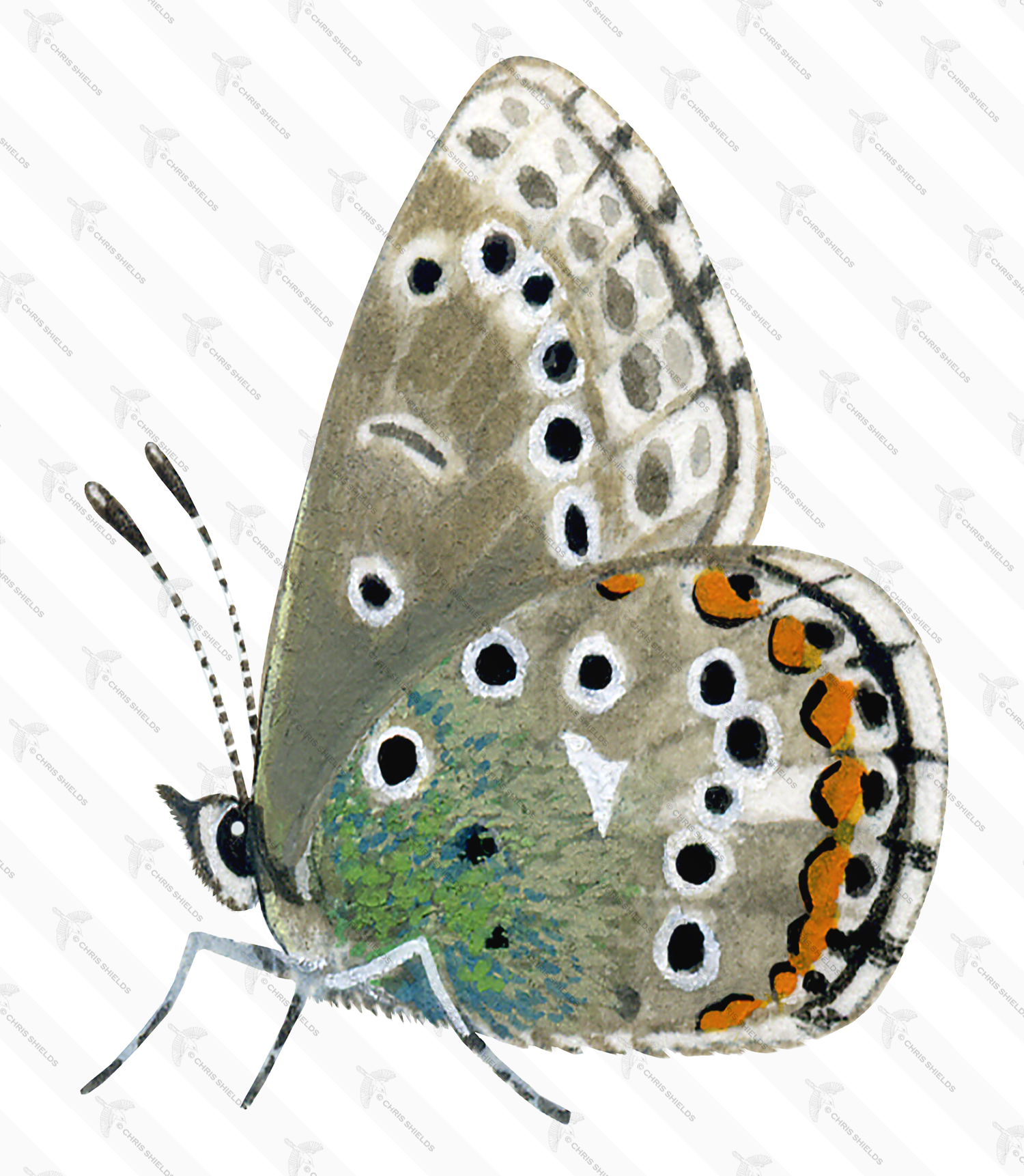 Illustration of Adonis) Blue male (Polyommatus bellargus) (#0067)
