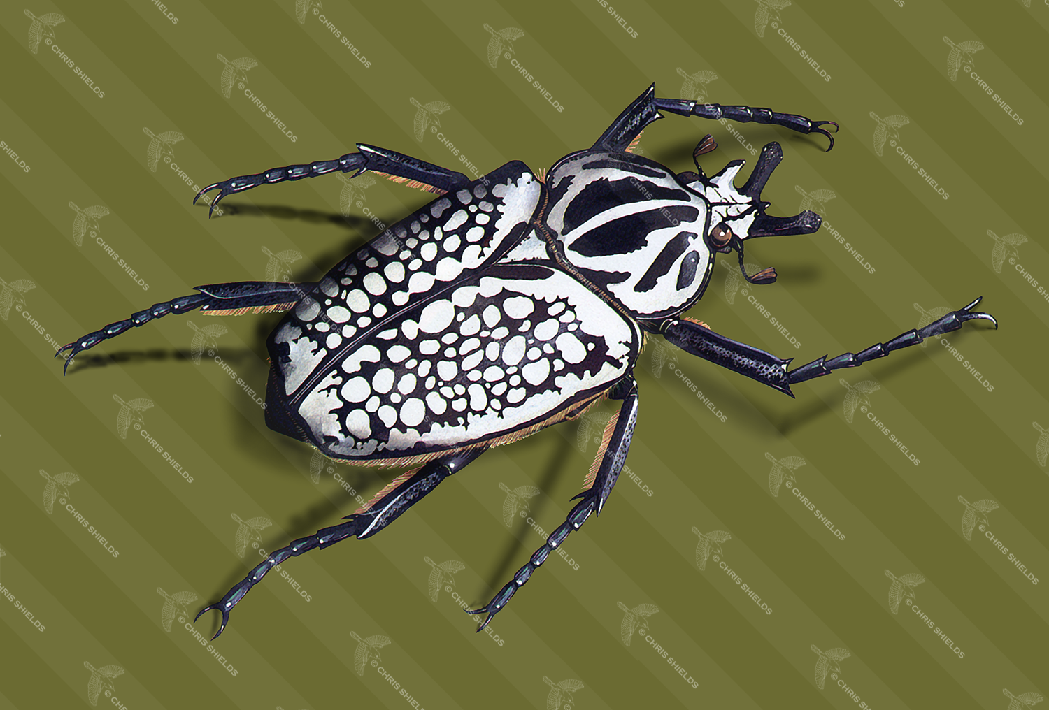 Illustration of African Goliath Beetle (Goliathus orientalis) (#2456)