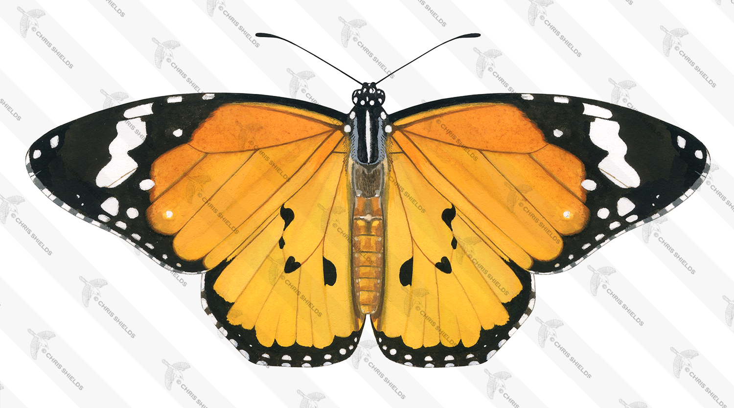 Illustration of African Monarch (Danaus chrysippus) (#2178)
