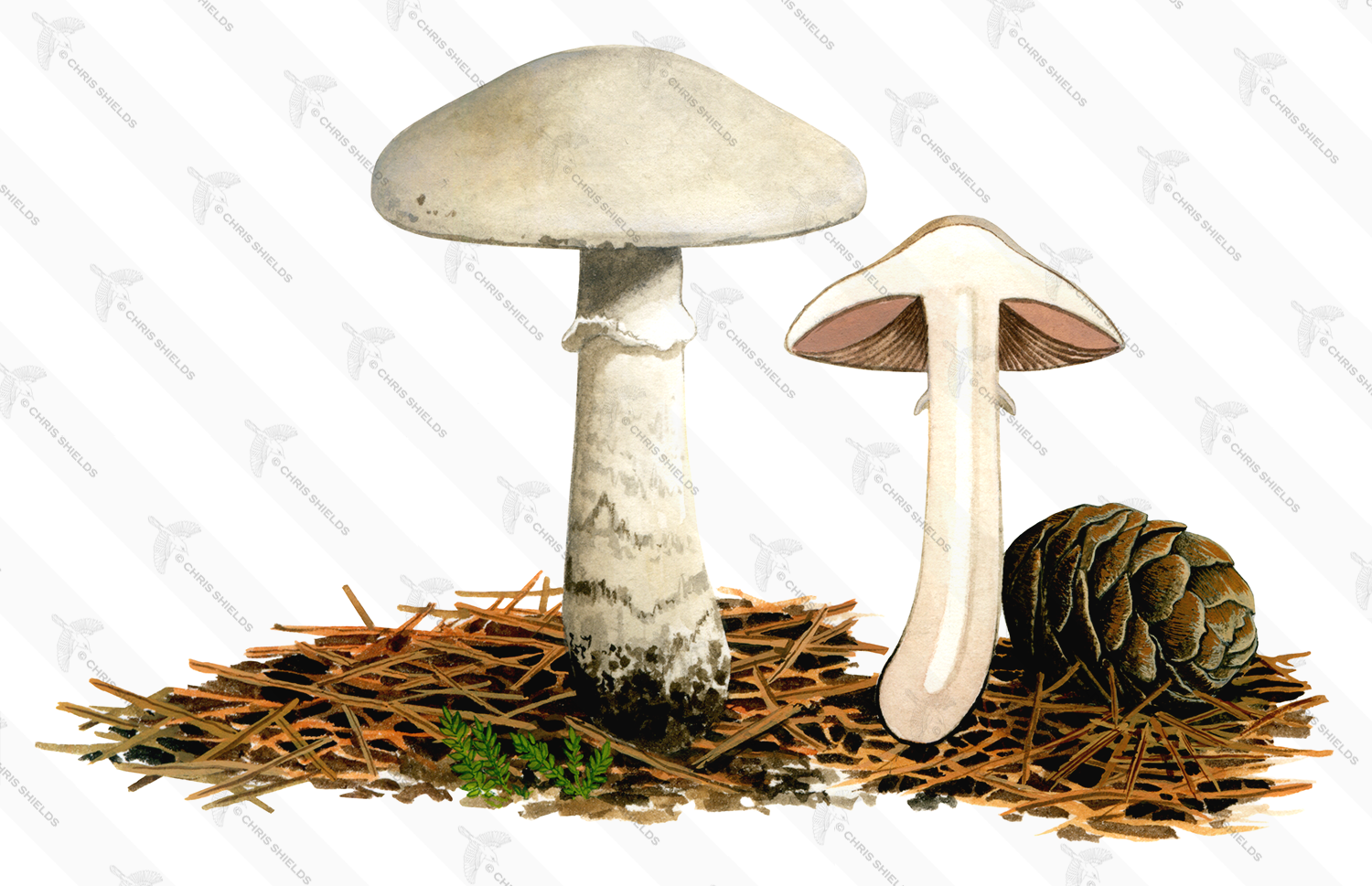 Illustration of Agaricus altipes (#1596)