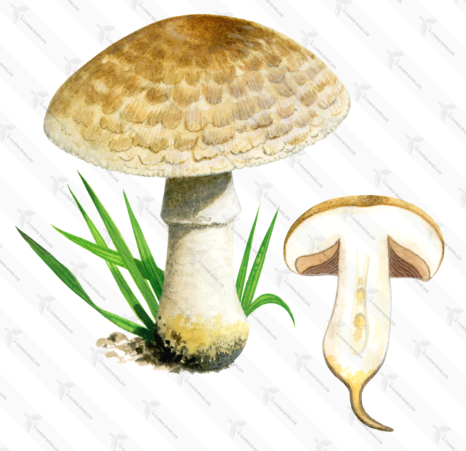 Illustration of Agaricus bresadolians (#1592)