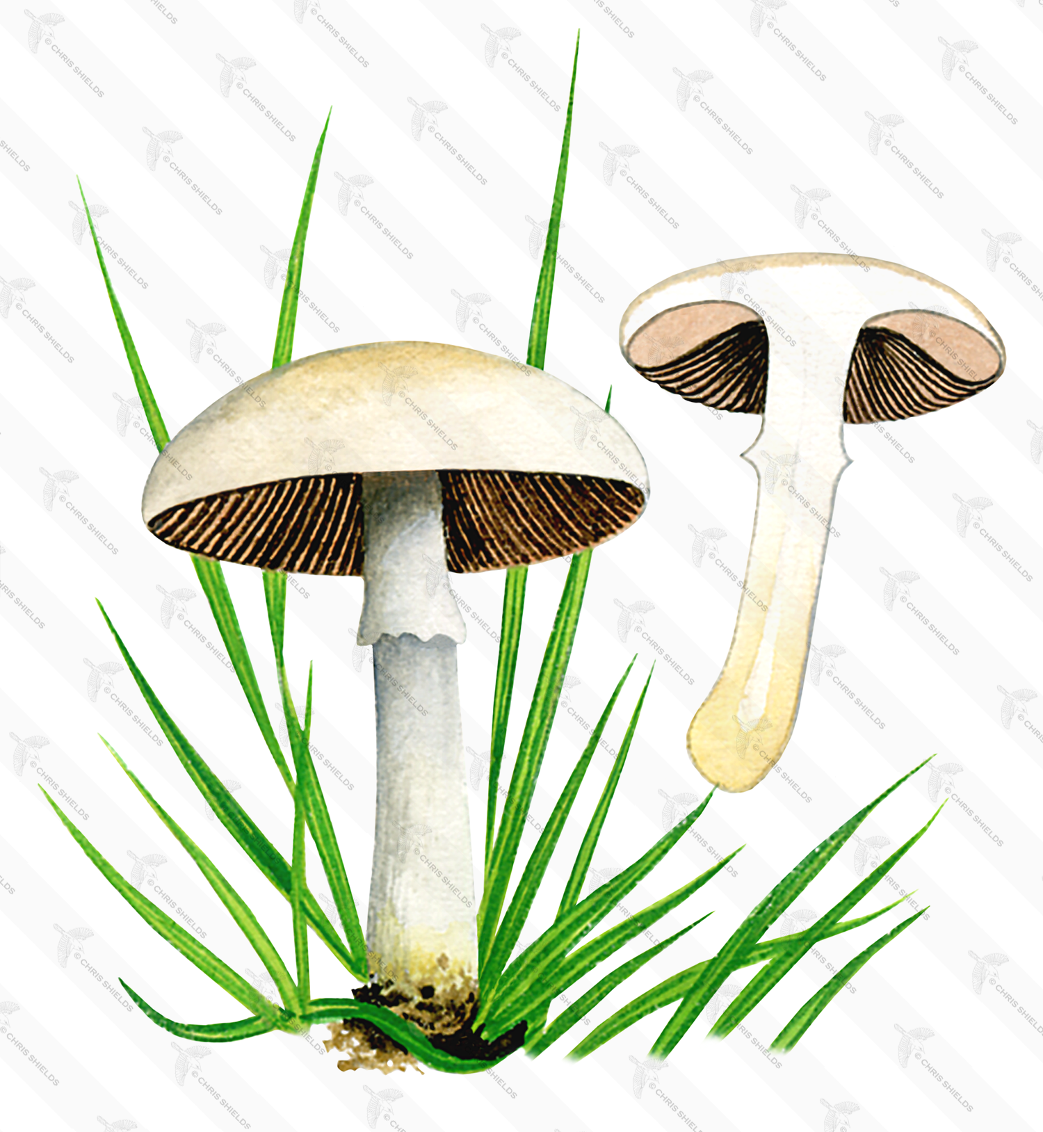 Illustration of Agaricus comtulus (#1645)
