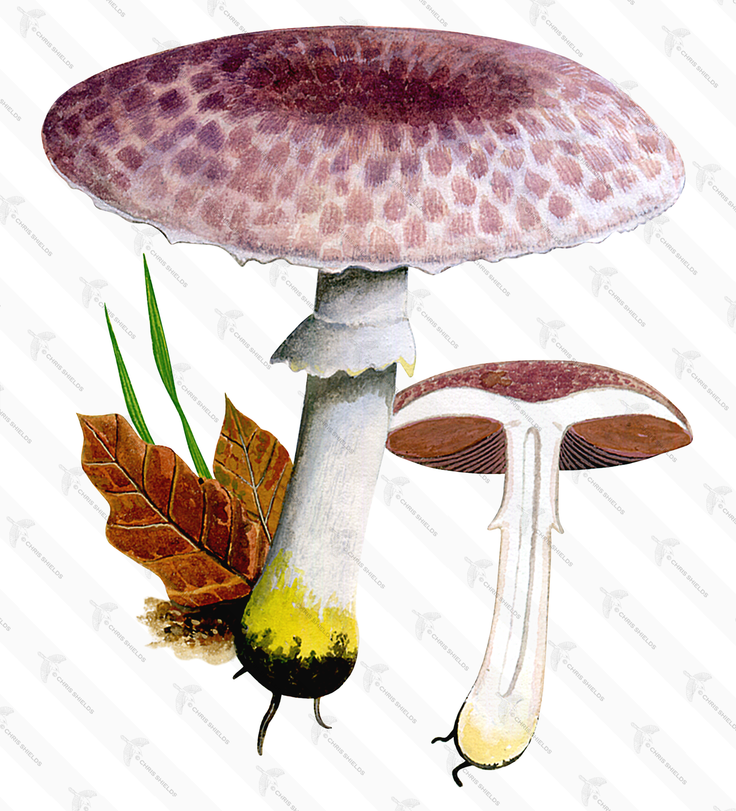 Illustration of Agaricus porphyrizon (Lilac Mushroom) (#1642)