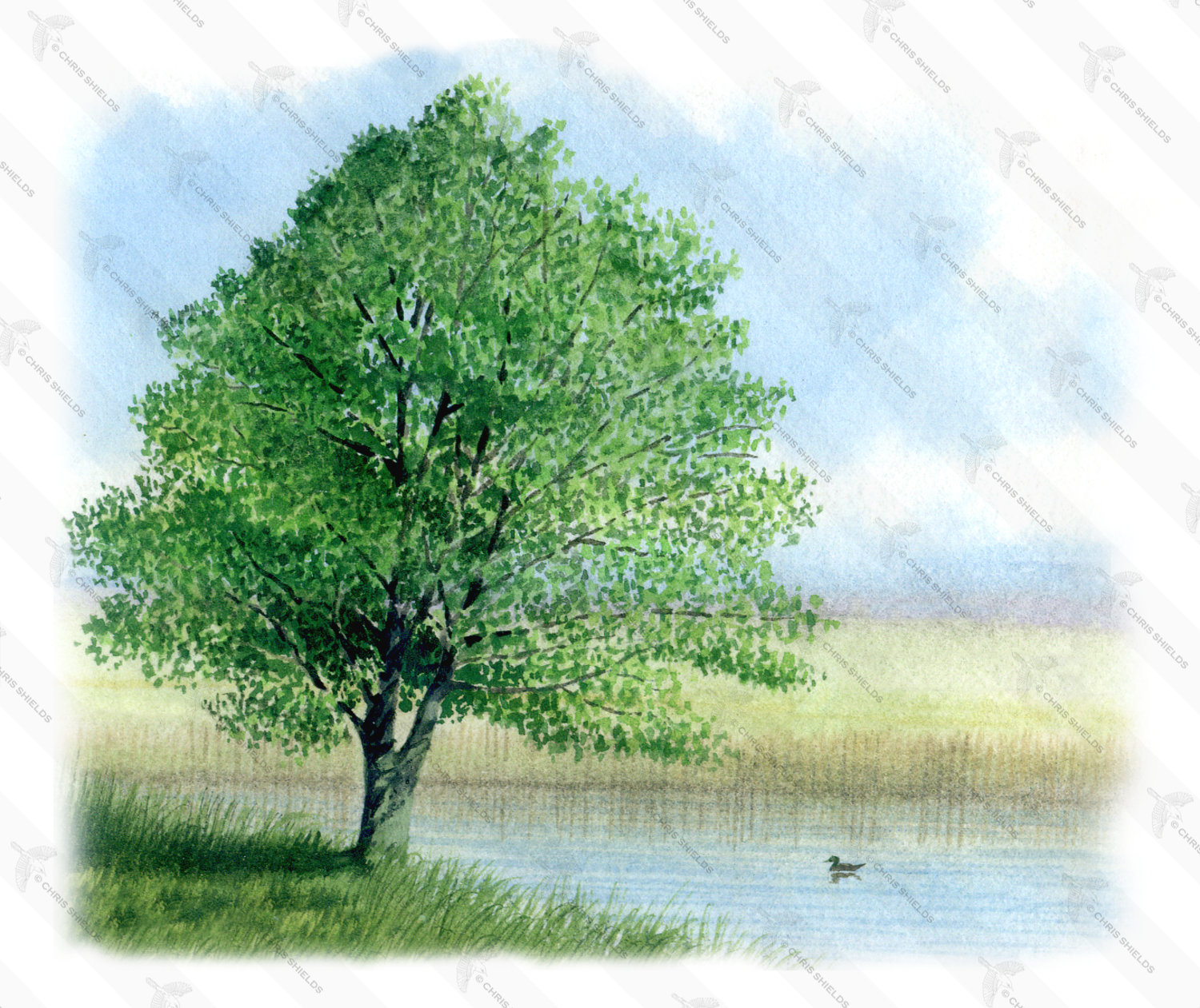 Illustration of Alder Tree (Alnus-glutinosus) (#0124)